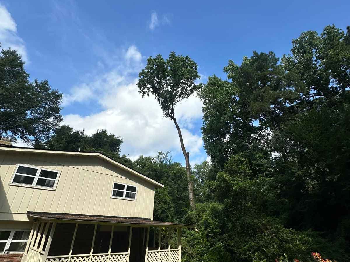 El Costeño Tree Service LLC